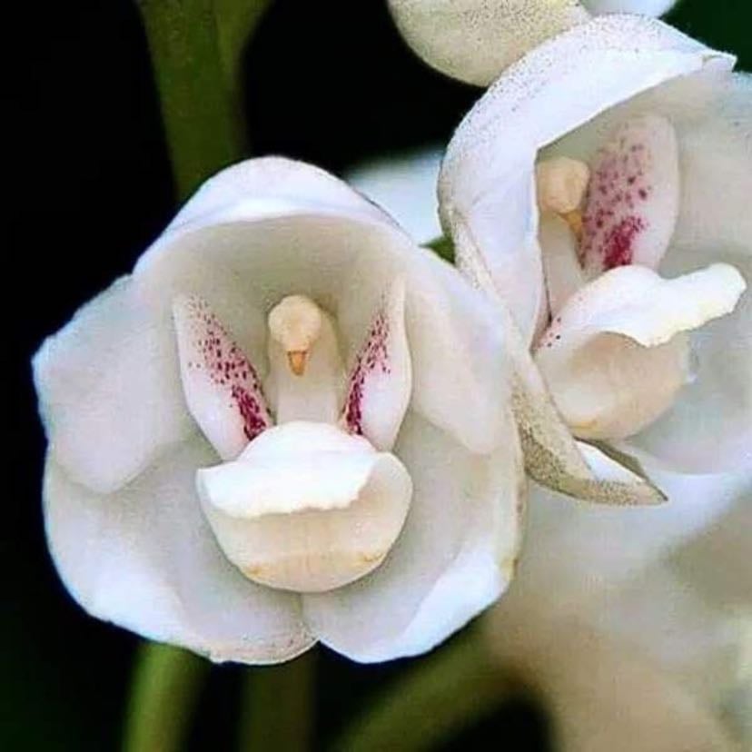 Dove Orchid Aka Holy Ghost Orchid - (Peristeria elata)