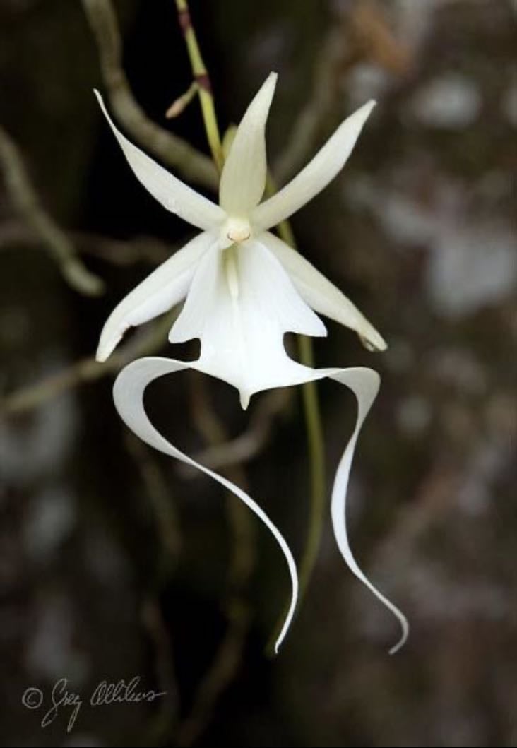 Ghost Orchid - (Dendrophylax lindenii)
