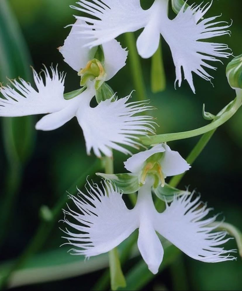 White Egret Orchid - (Habenaria radiata)