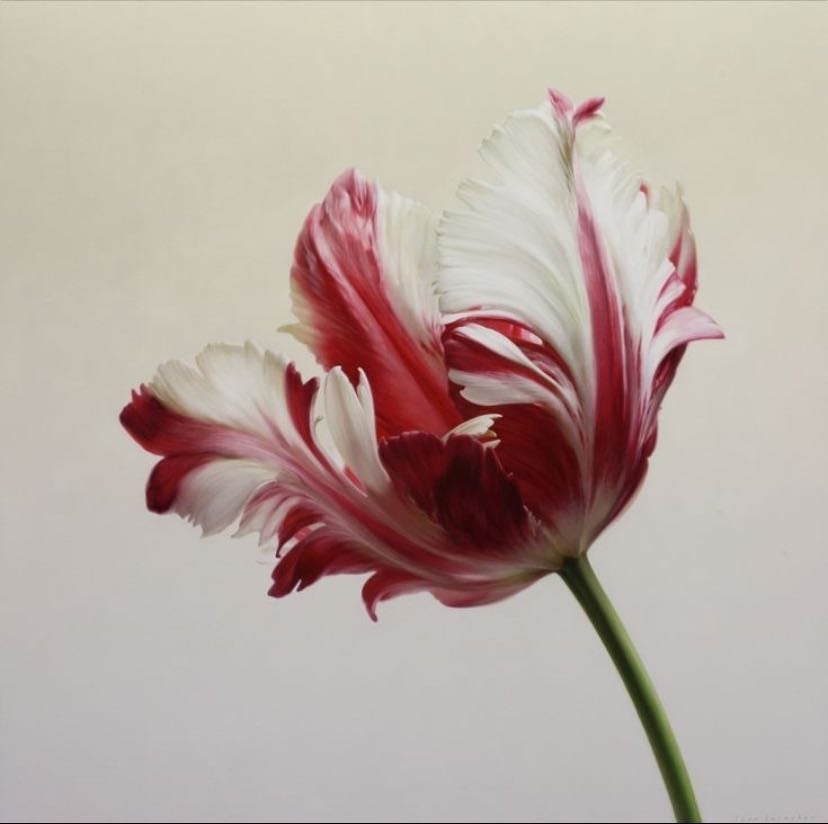 Parrot Tulip - (Tulipa gesneriana var. dracontia)