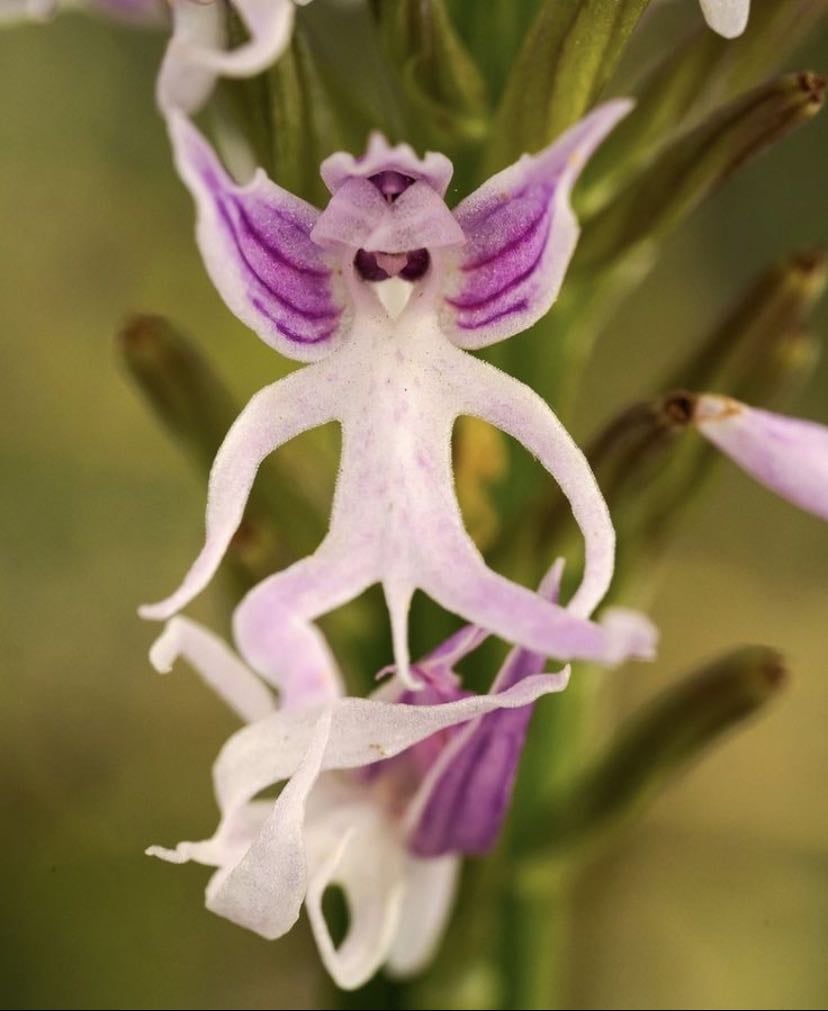 Naked Man Orchid - (Orchis italica)