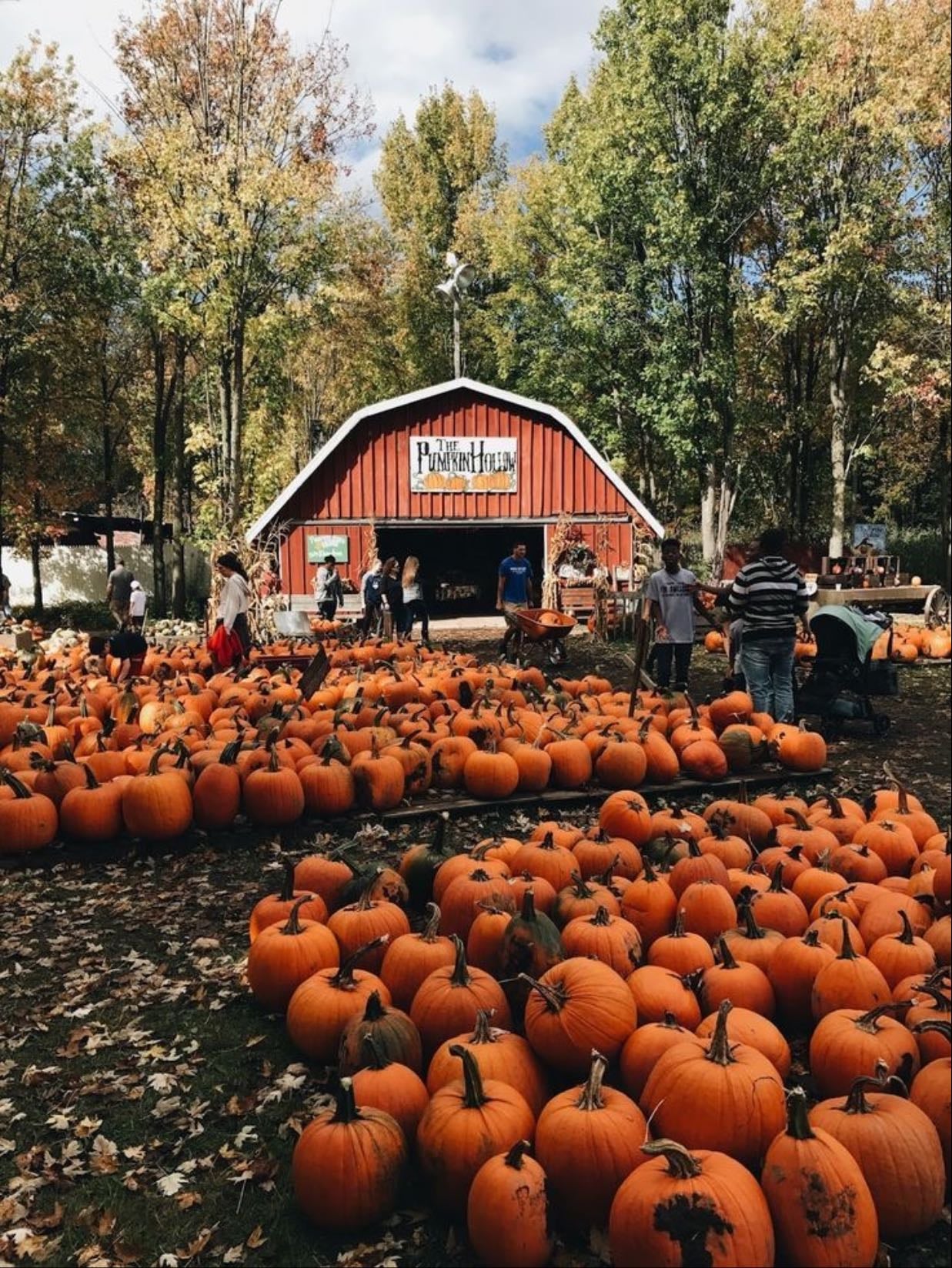 pumpkin patch - put on your best fall outfit!