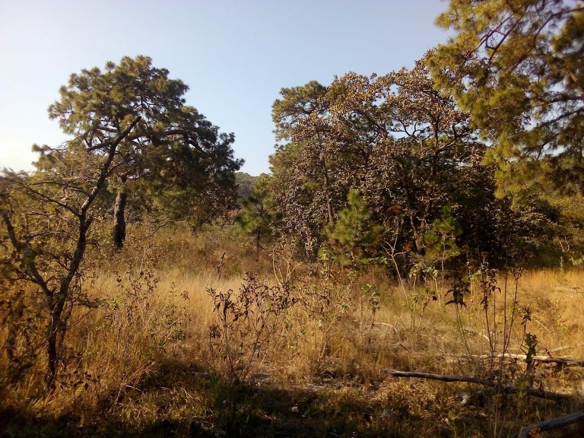 Bosque de la Primavera