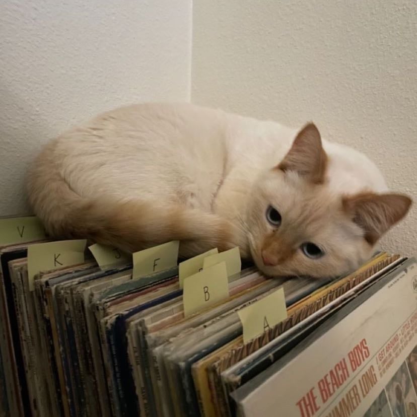 Vinyl Shopping