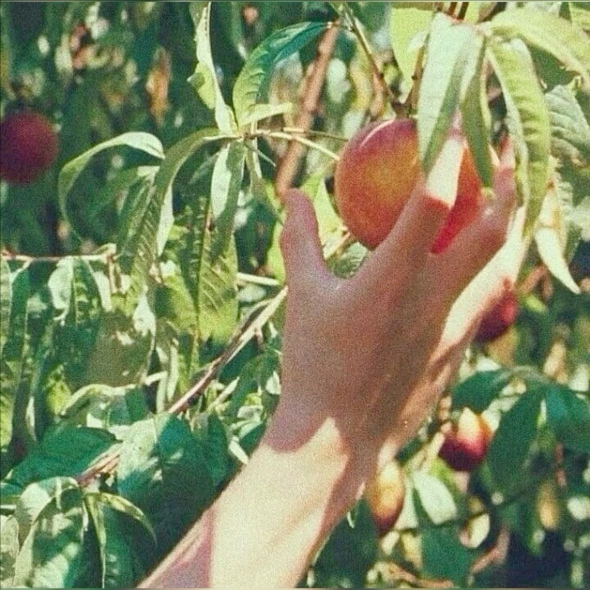 Call Me by Your Name - Luca Guadagnino · 2017