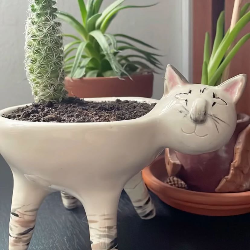 Gatomaceta Gary