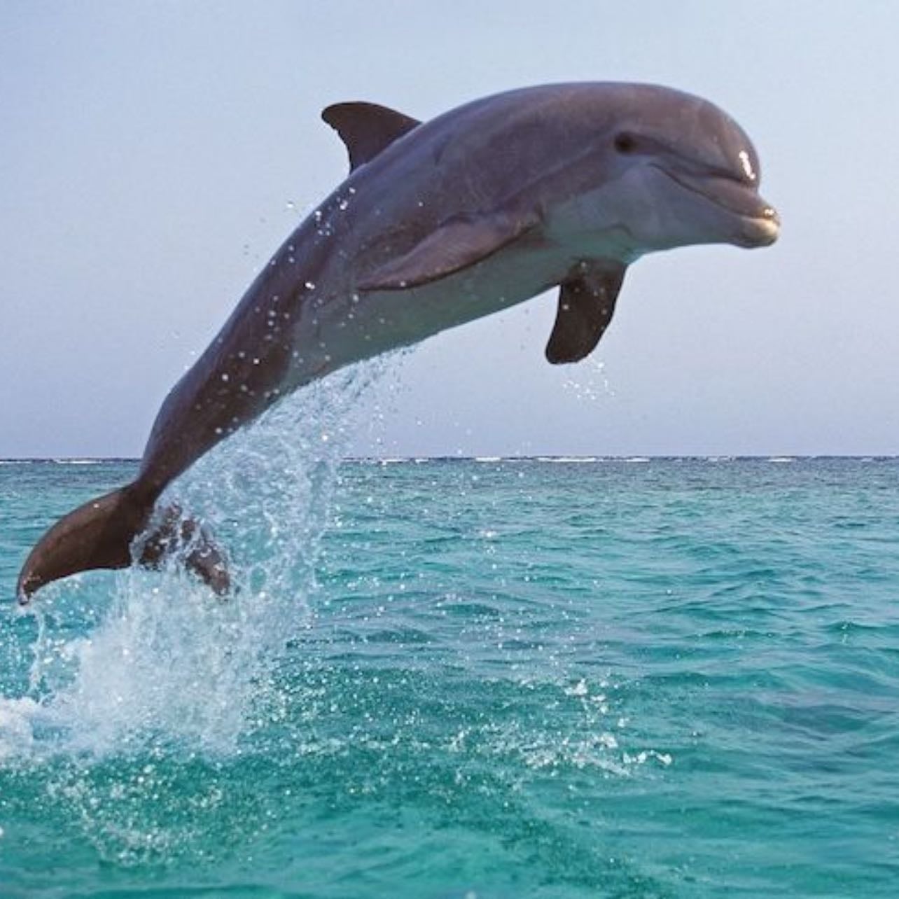 dauphins