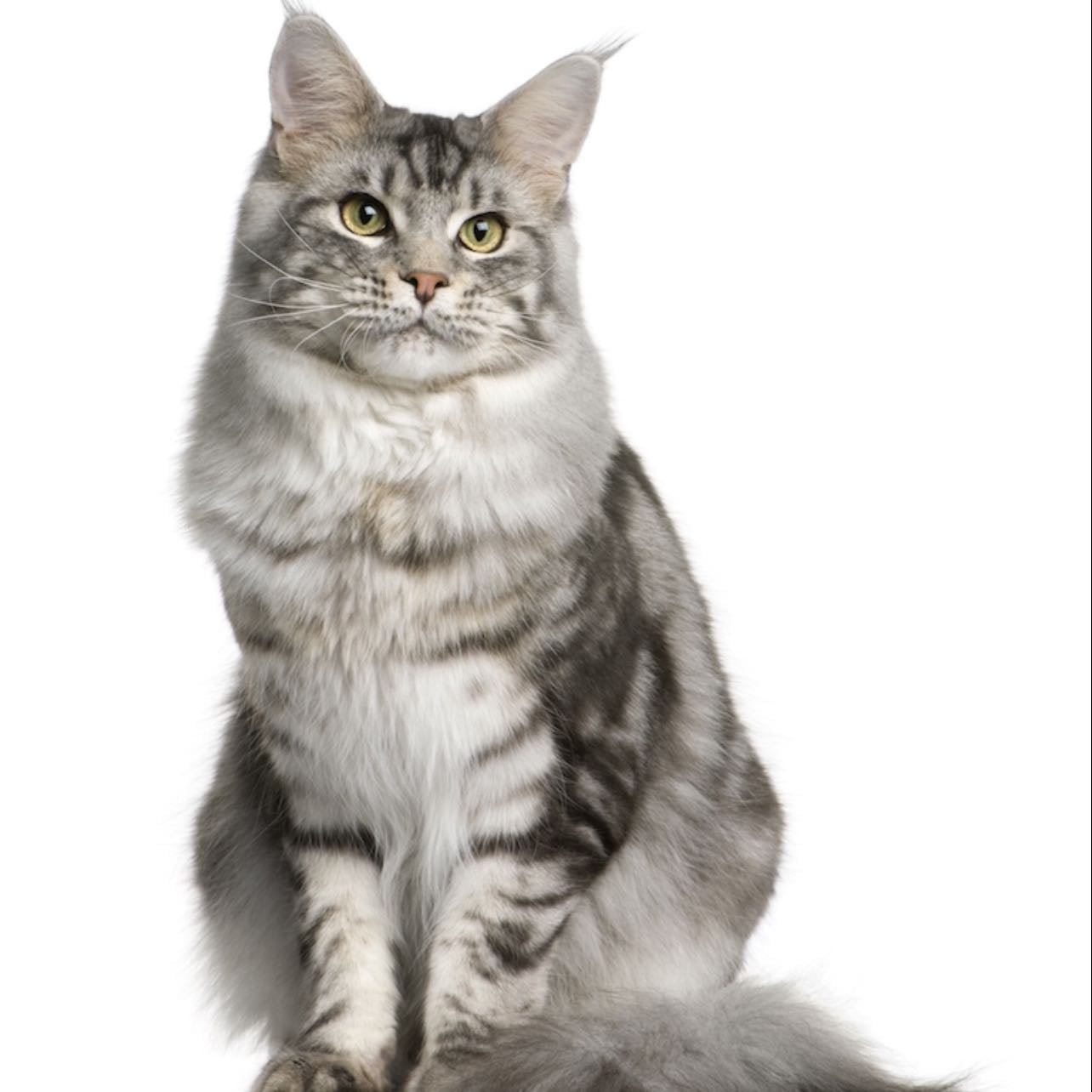 pito : chapiteau -> chat pito