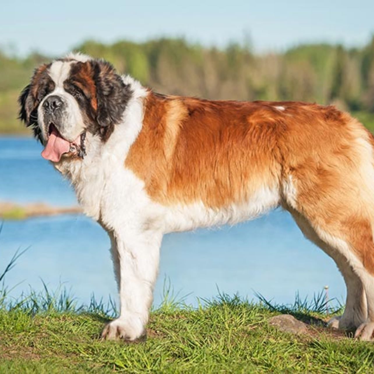saint Bernard