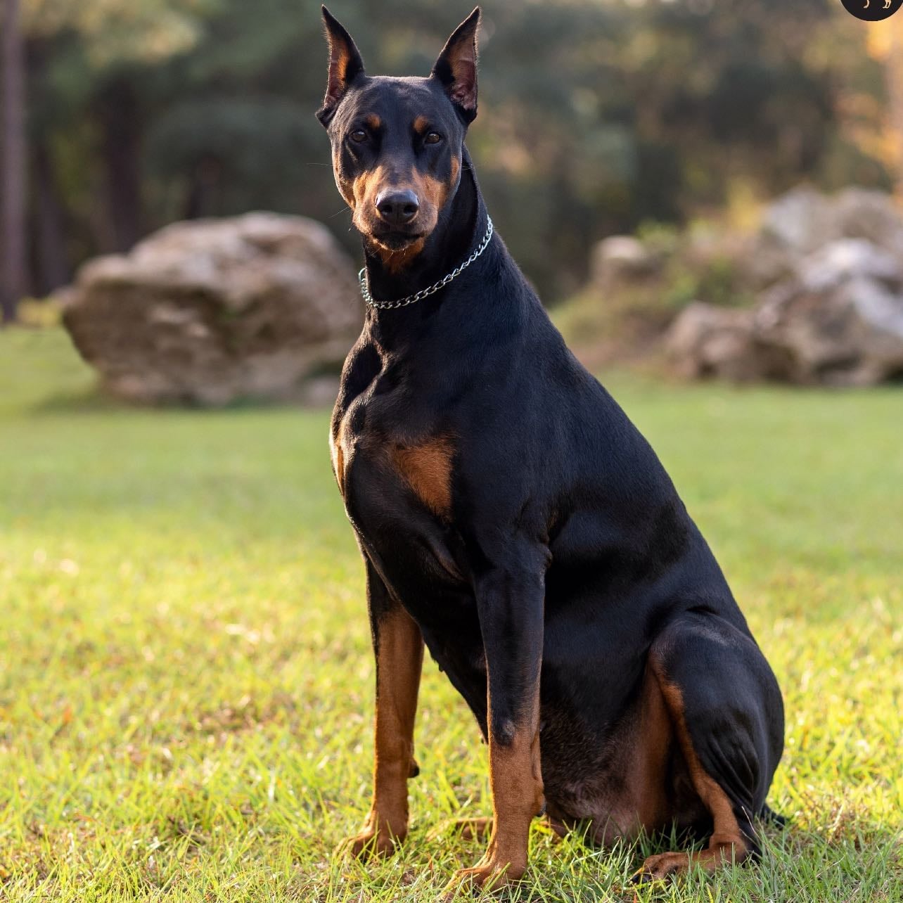 doberman