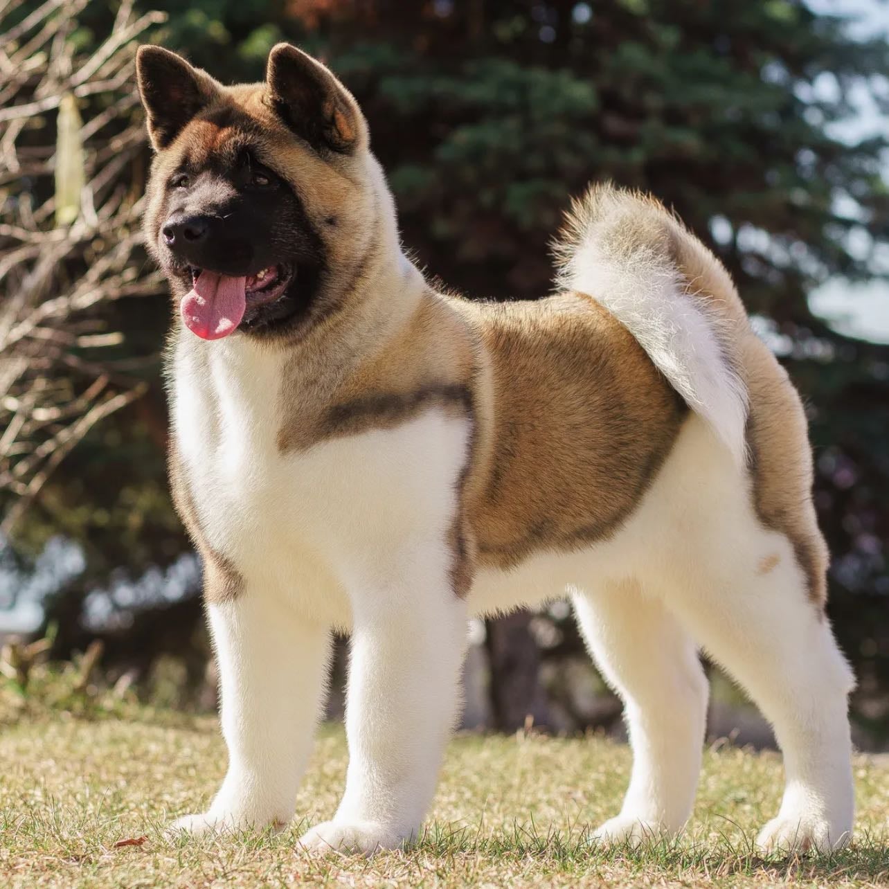 akita américain