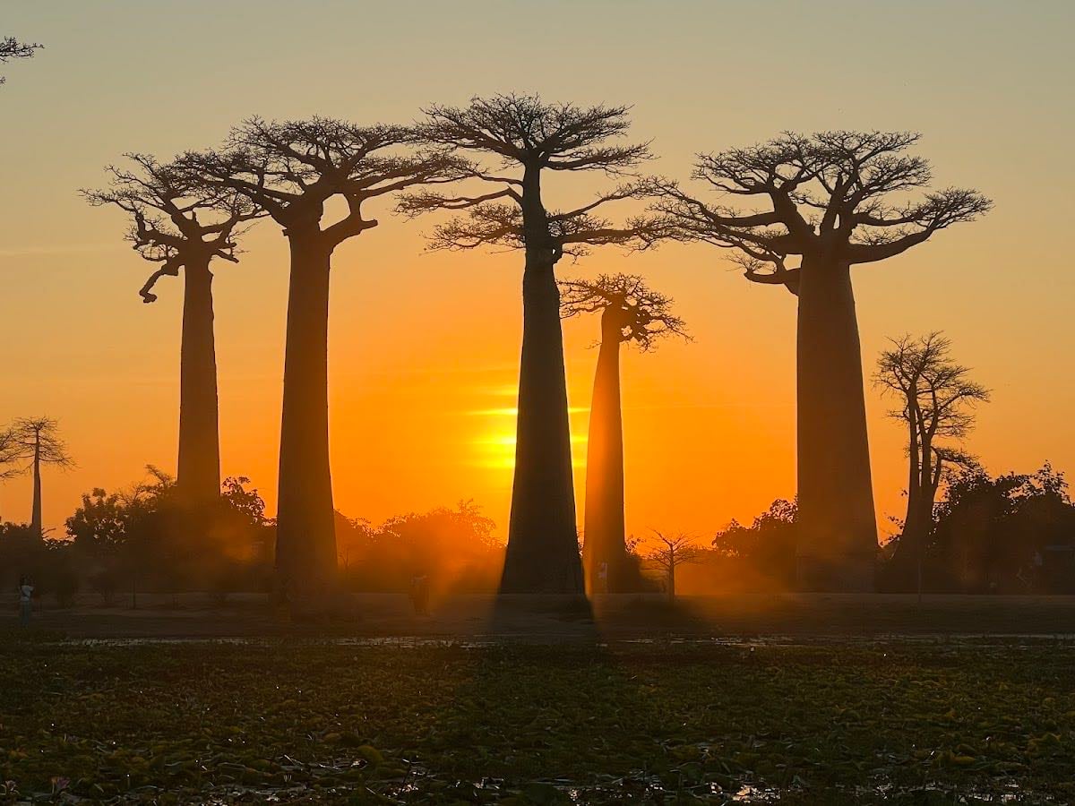 Baobab Avenue