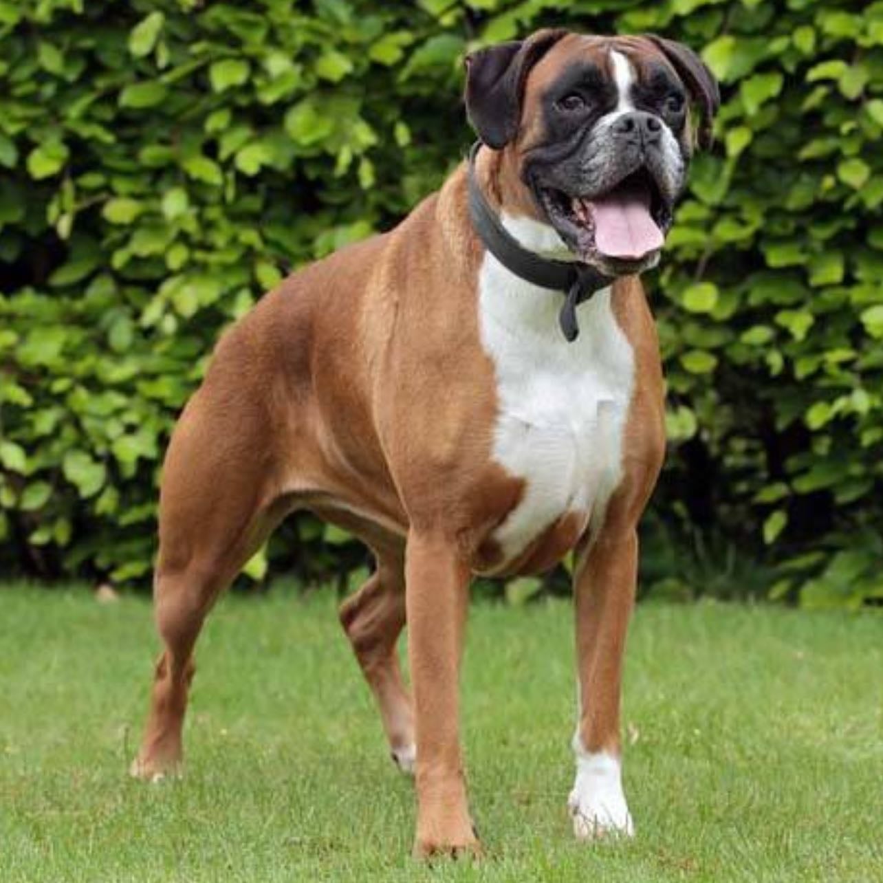 boxer