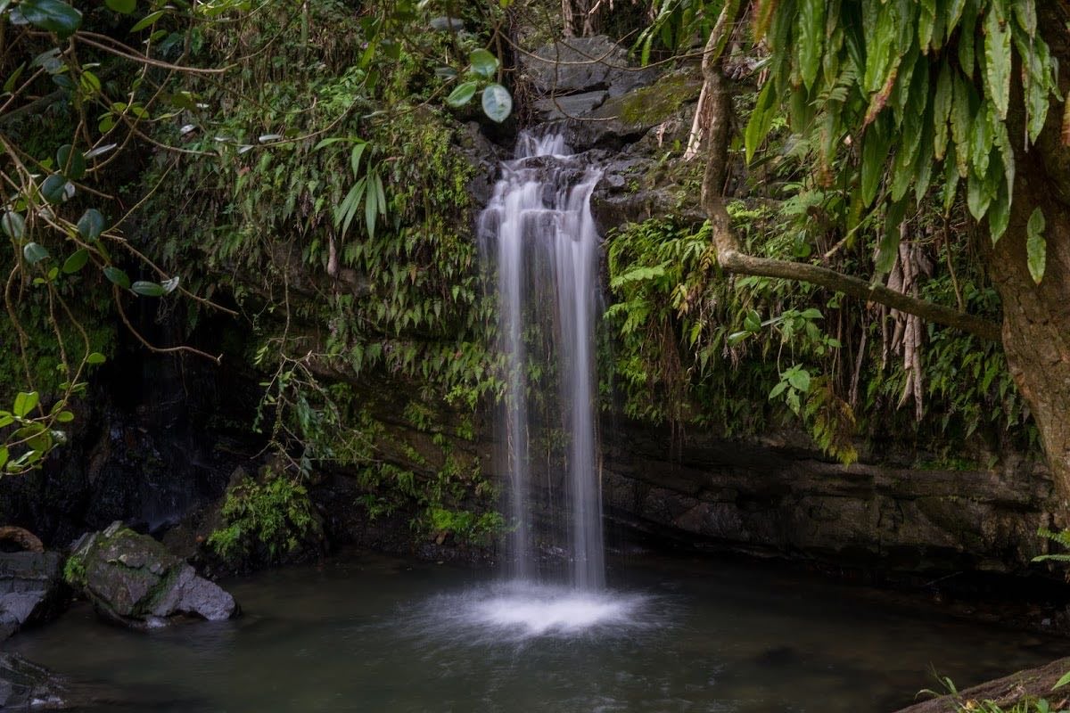 Bosque Nacional El Yunque - Ve temprano y vete de día no de noche