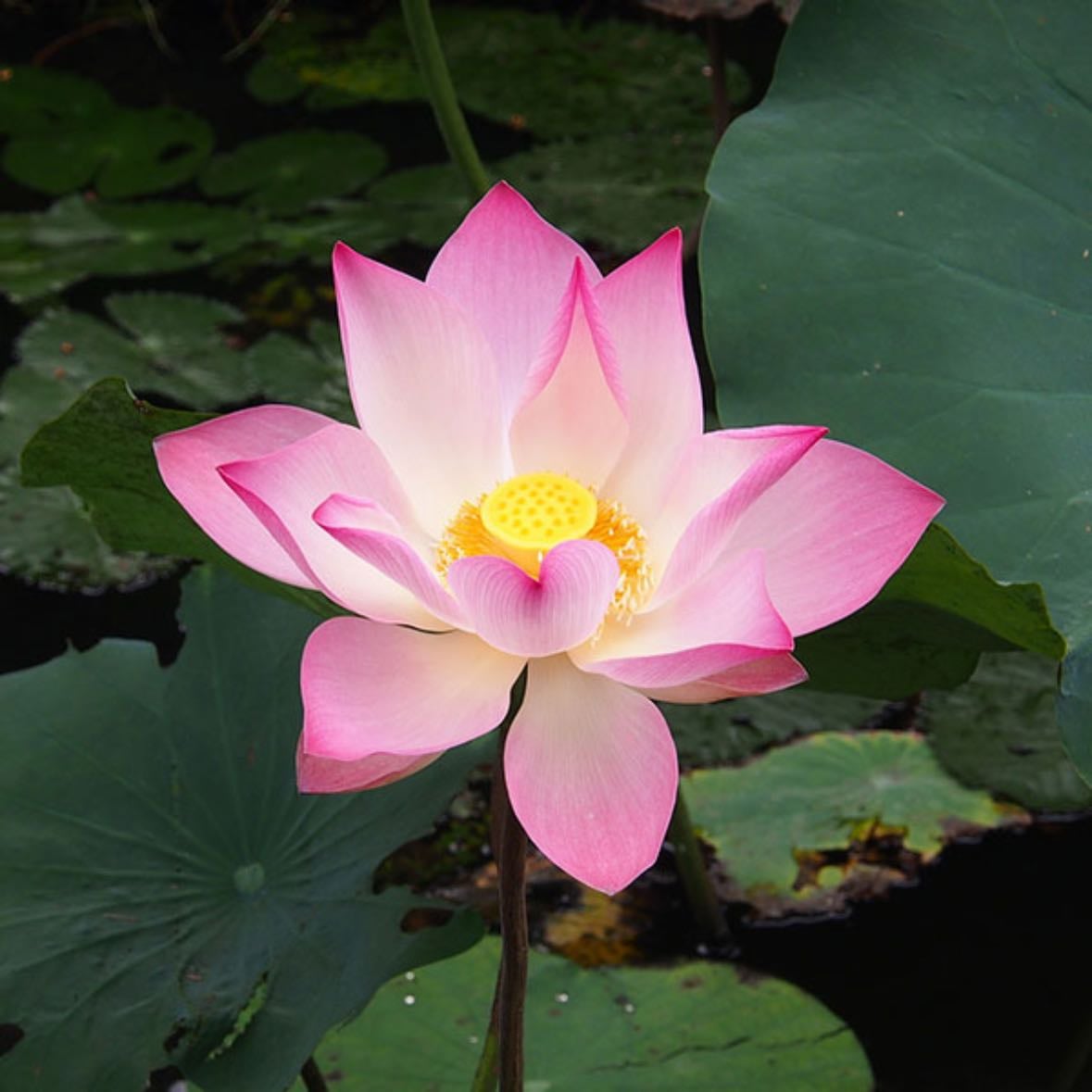 Lotus