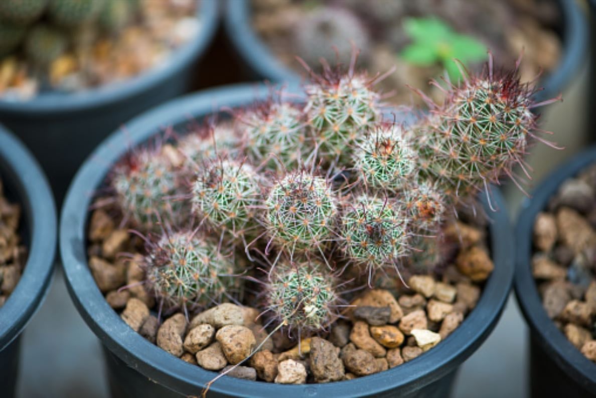 Mammillaria prolifera