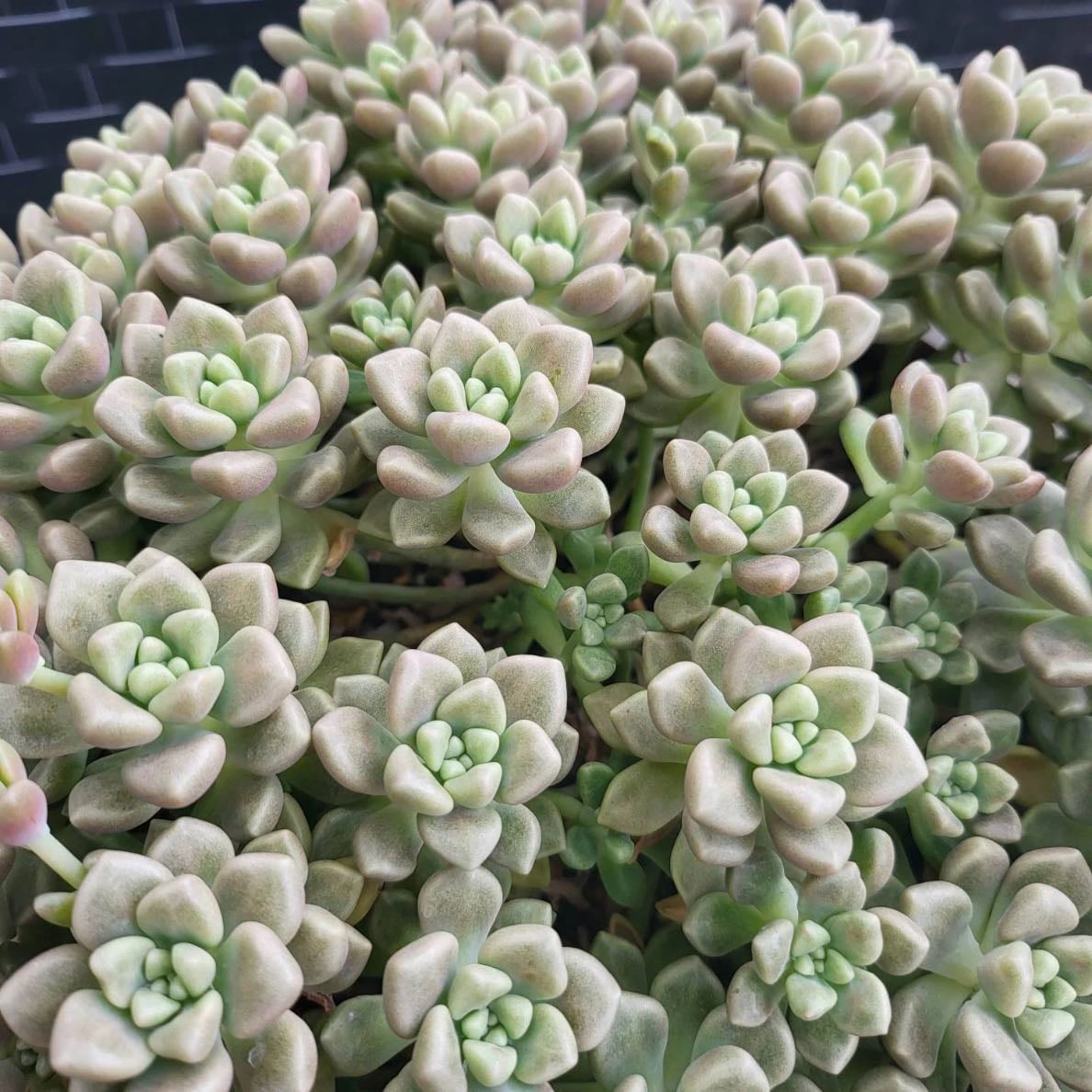 Graptopetalum mendozae