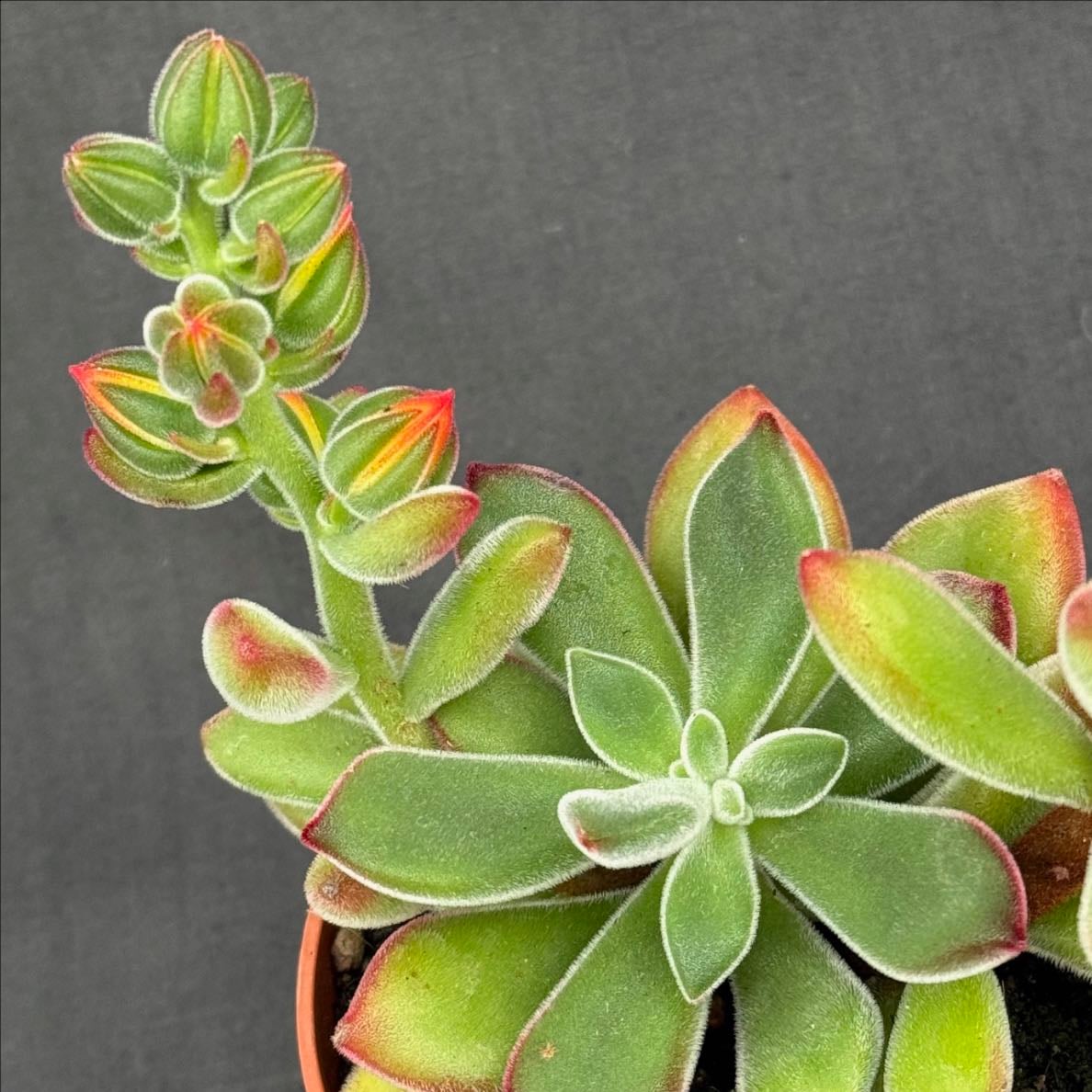 Echeveria pulvinata
