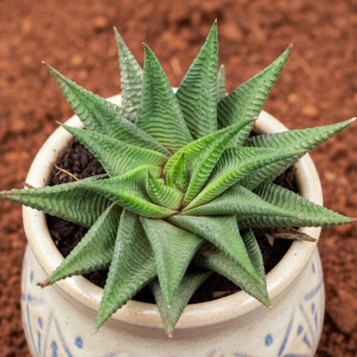 Haworthia limifolia