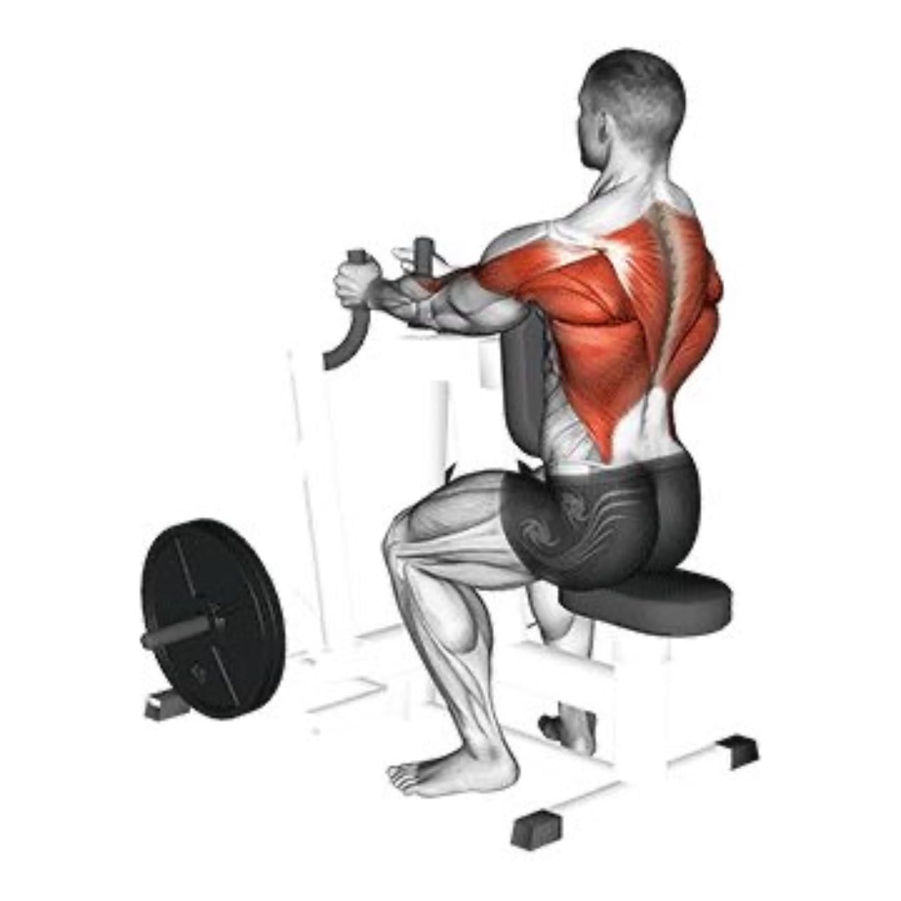 chest supported row