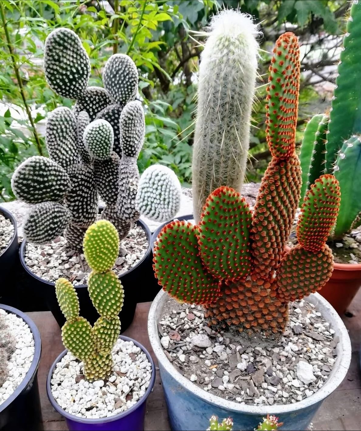 Opuntia microdasys
