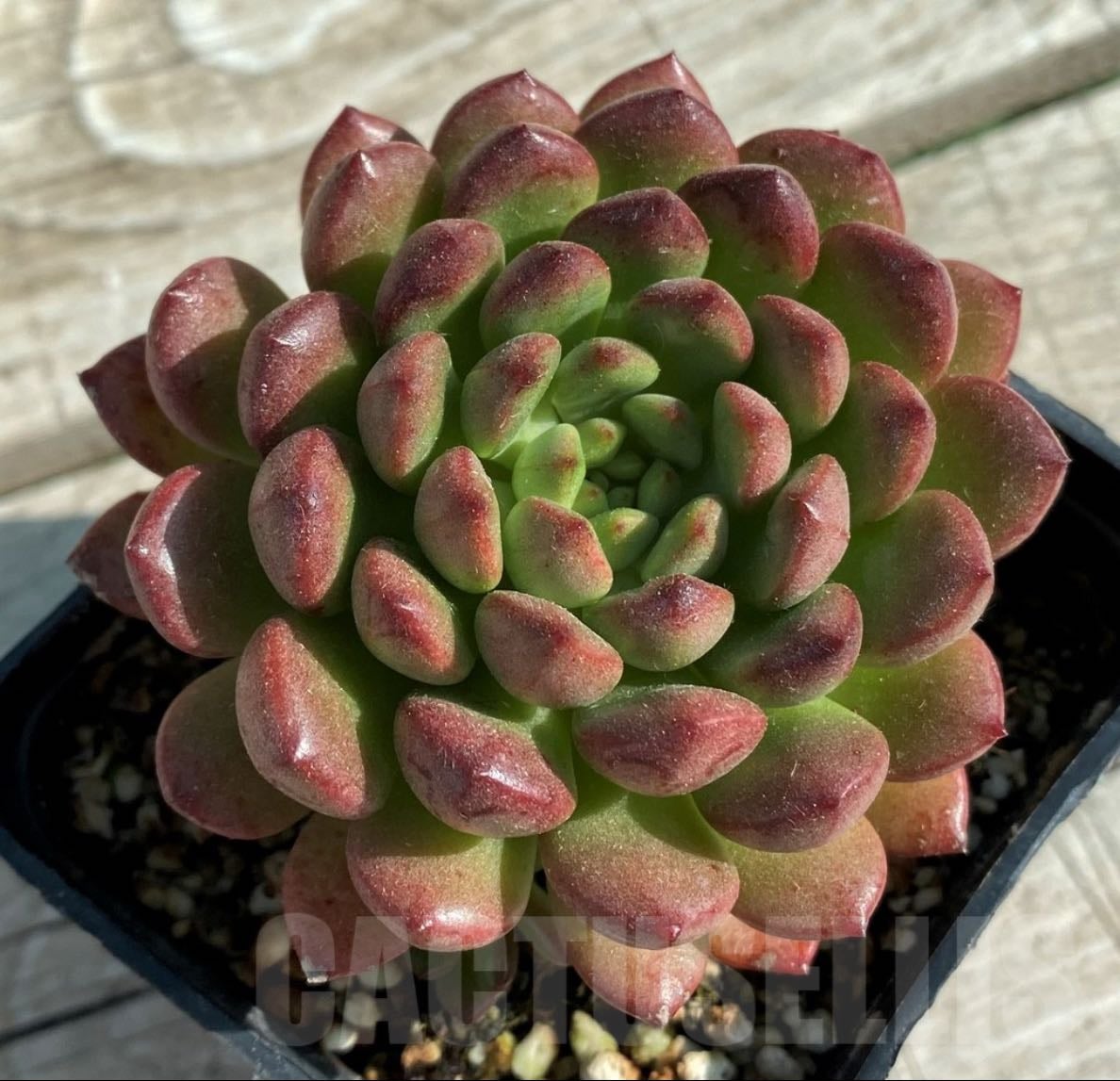 Echeveria Graptoveria 'Bashful'