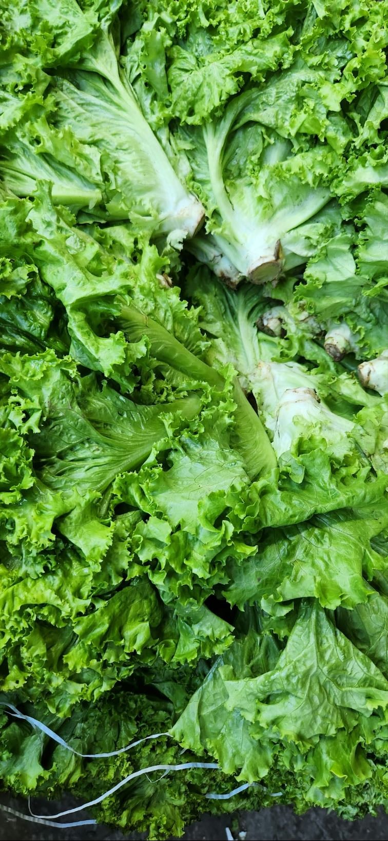 lettuce