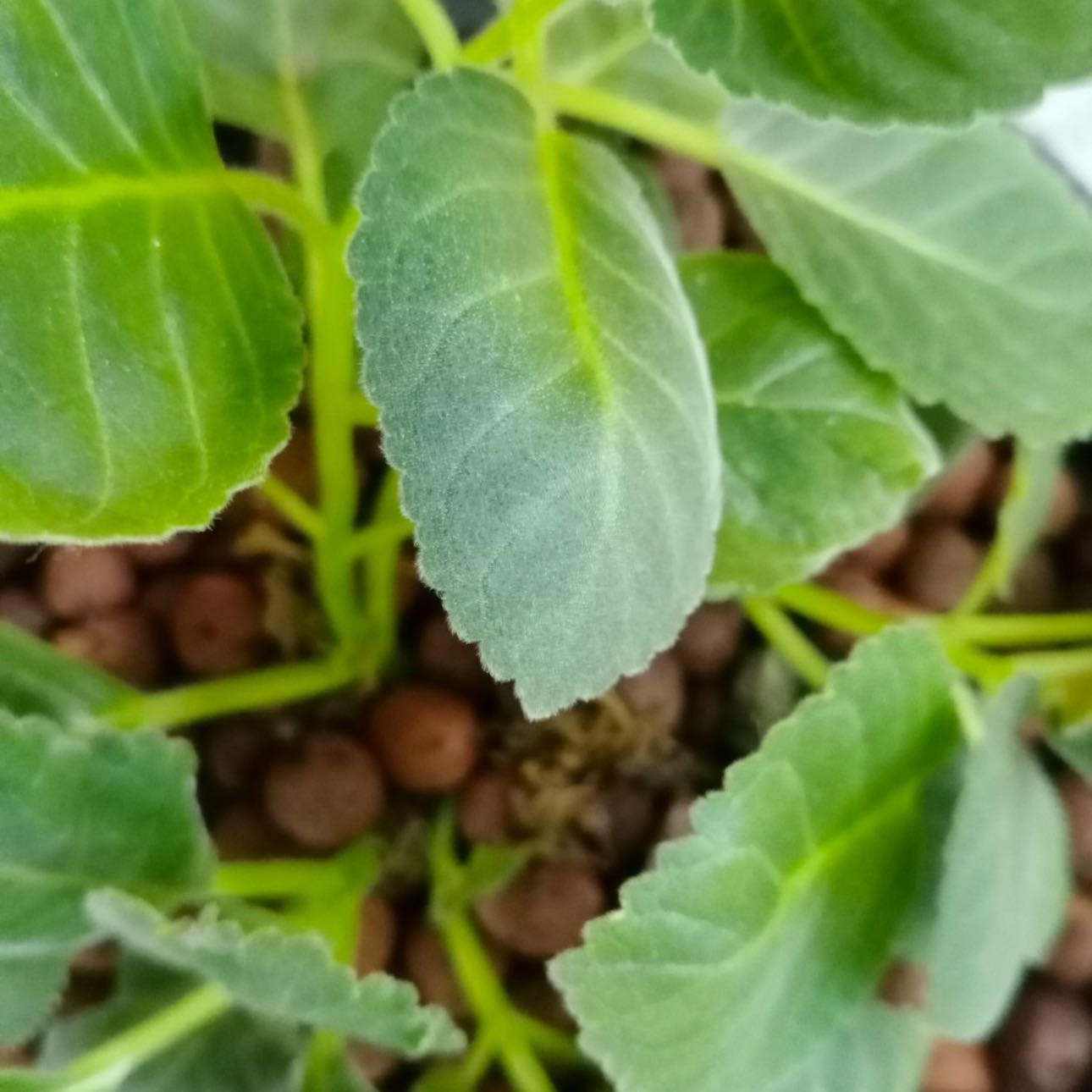 baby spinach
