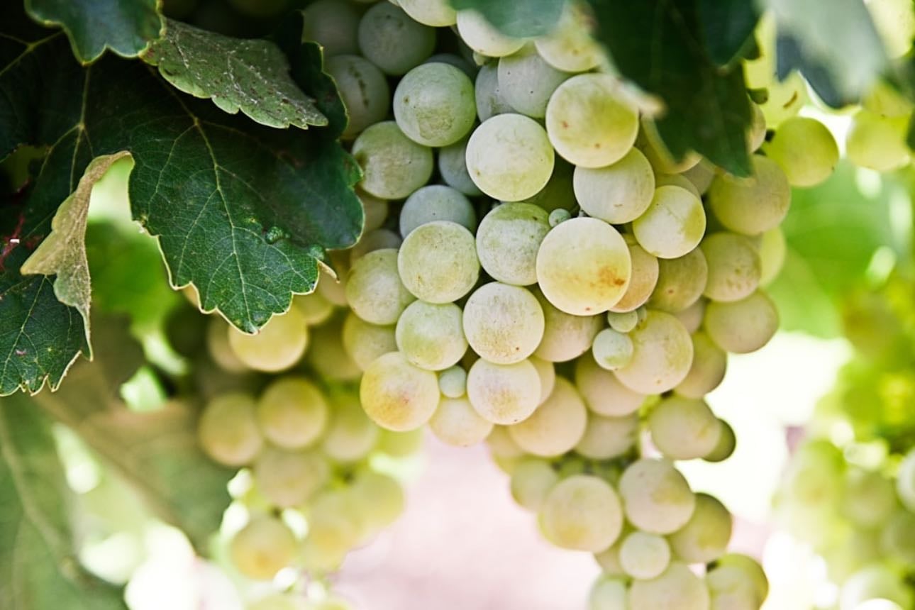 grapes