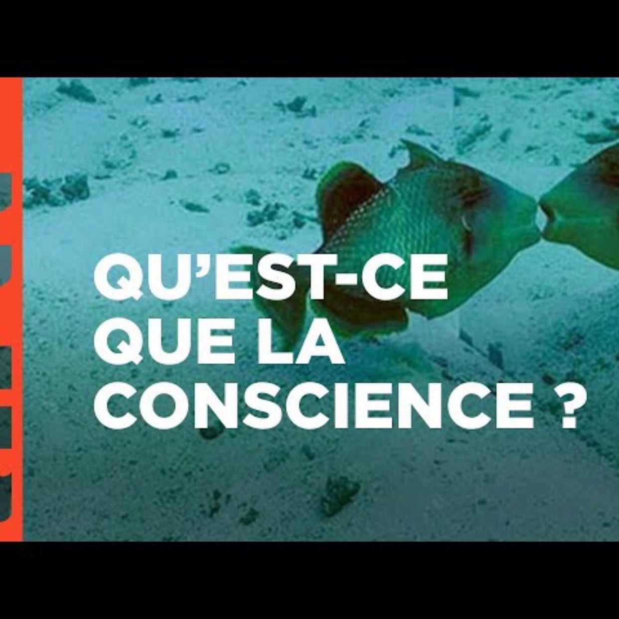 Les animaux ont ils conscience d’eux même - Arte