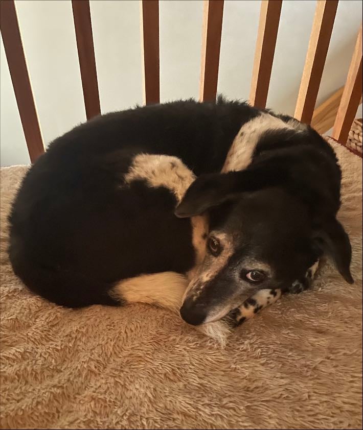 my dog