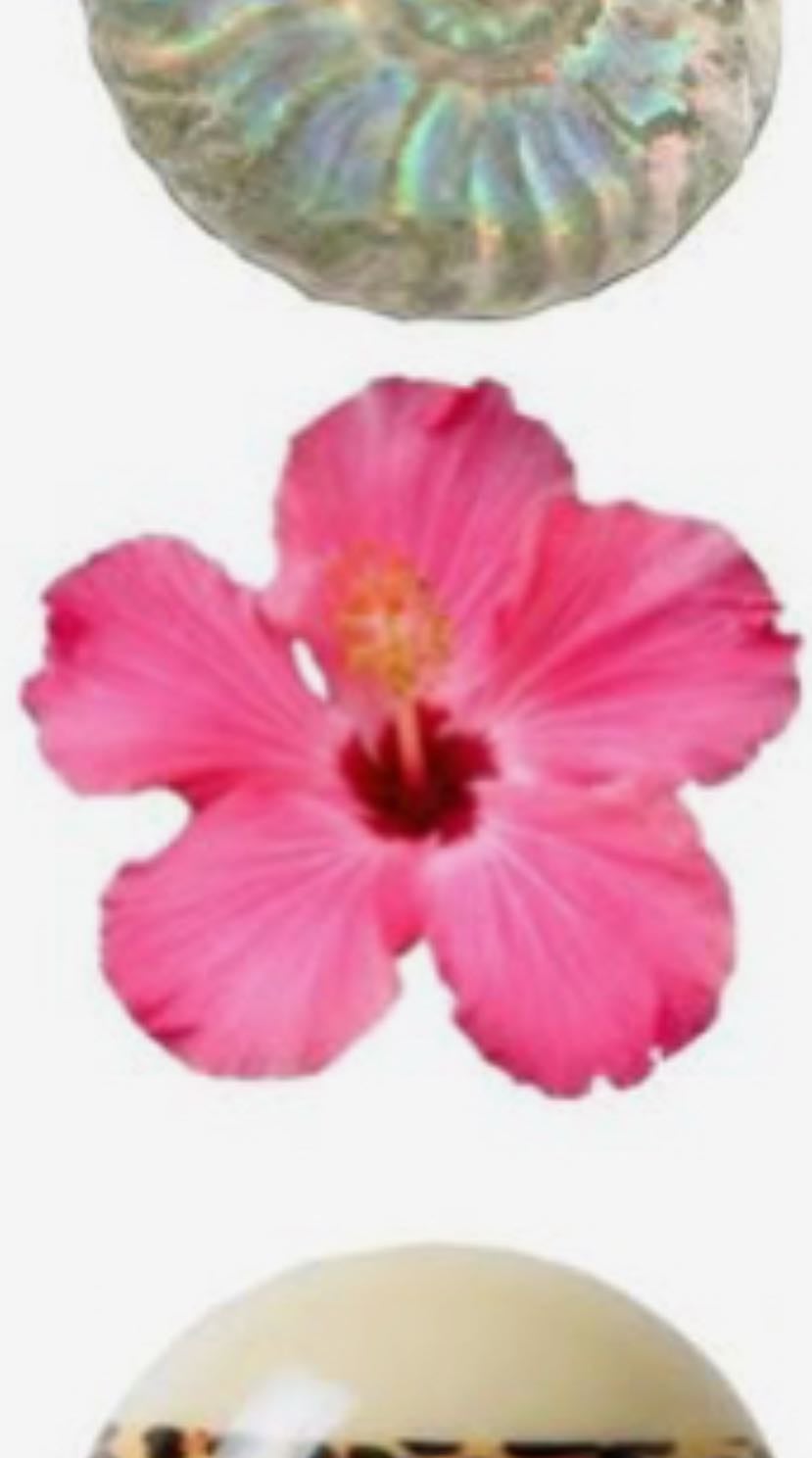 buy or pick flowers