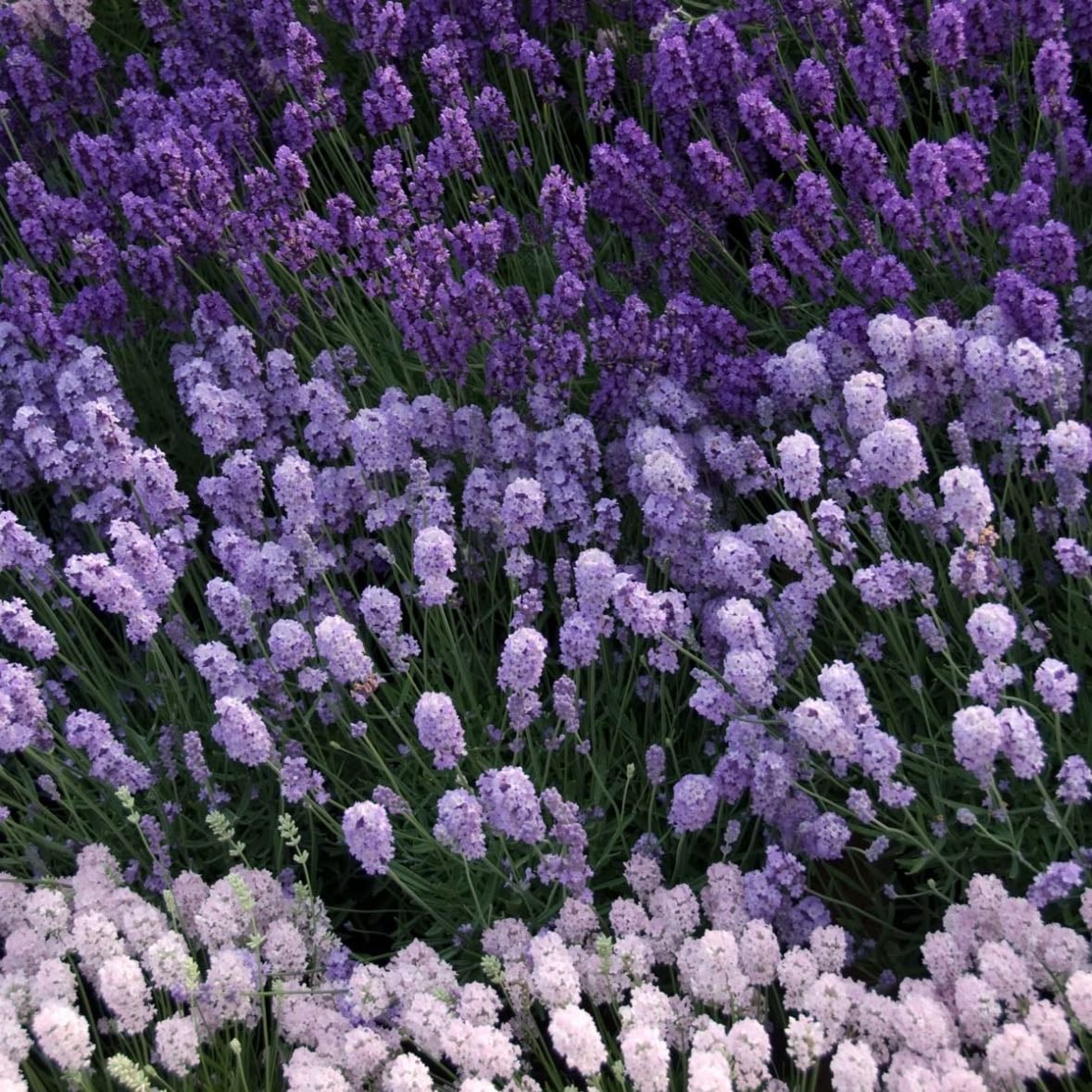 Lavanda