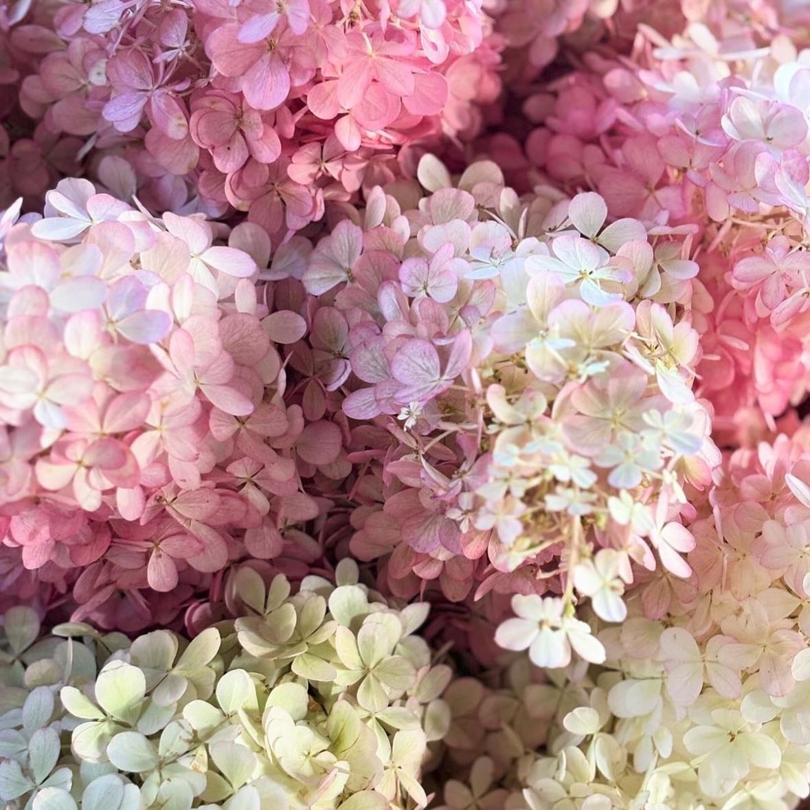 Hydrangea