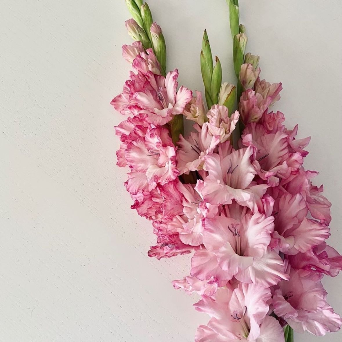 Gladiolus