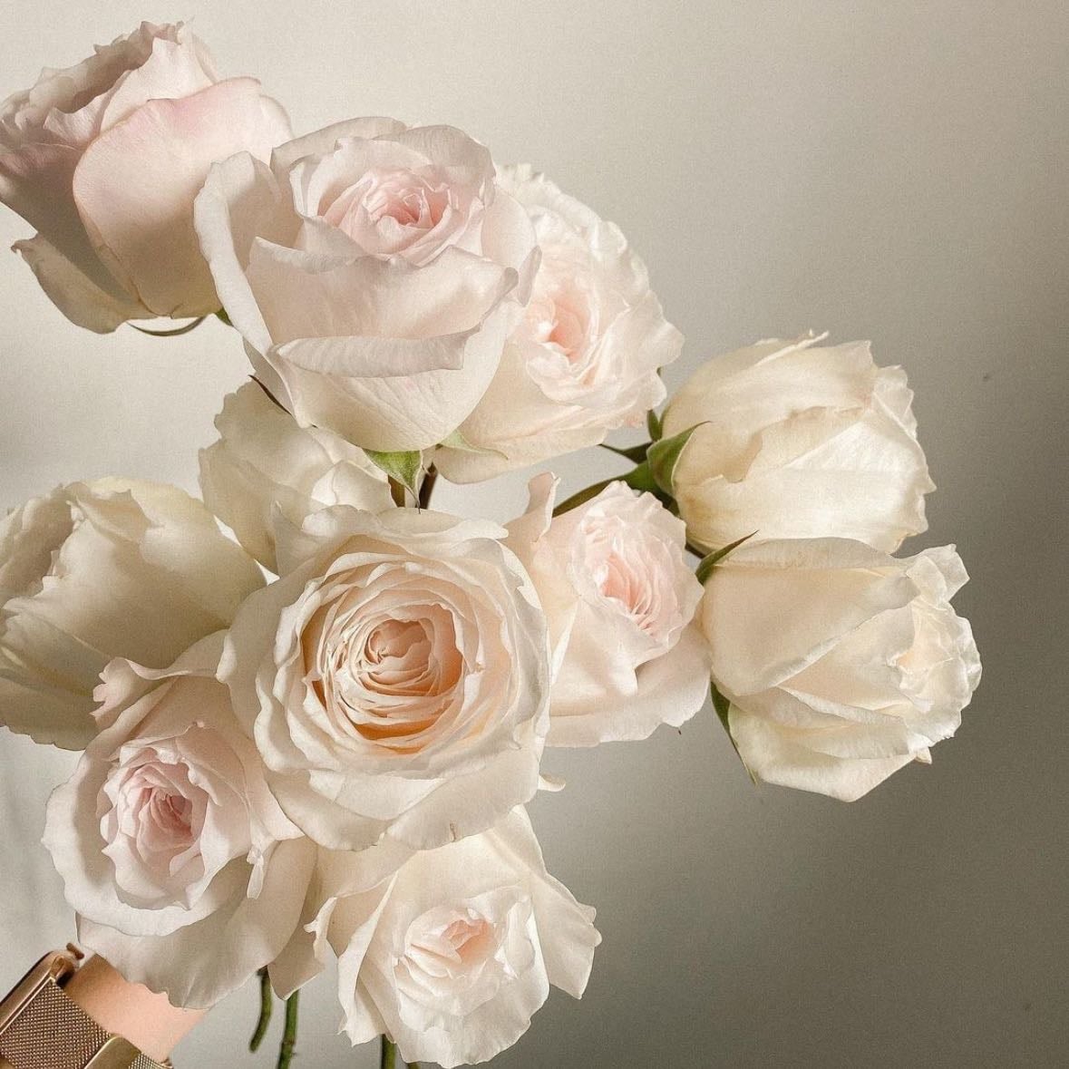 Blush rose