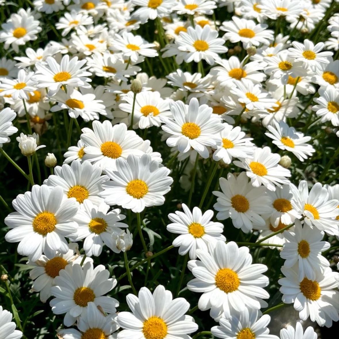 Chamomile
