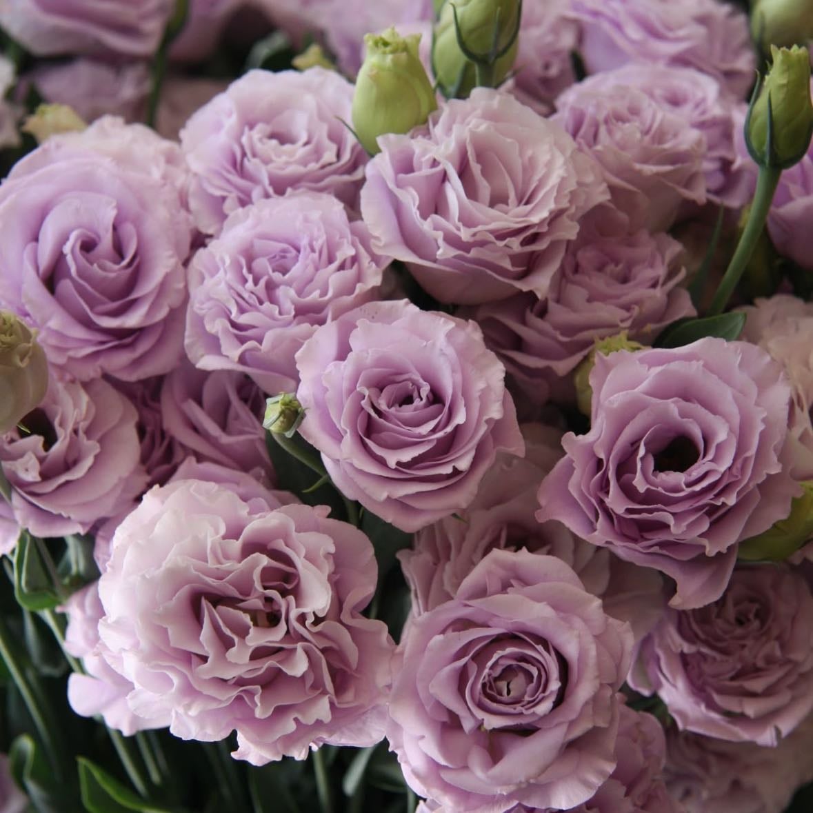 Eustoma
