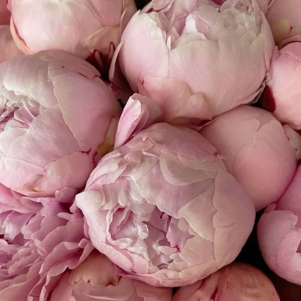 Peonia