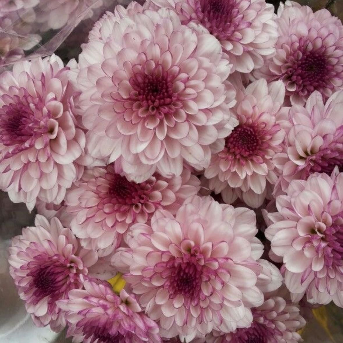 Chrysanthemum