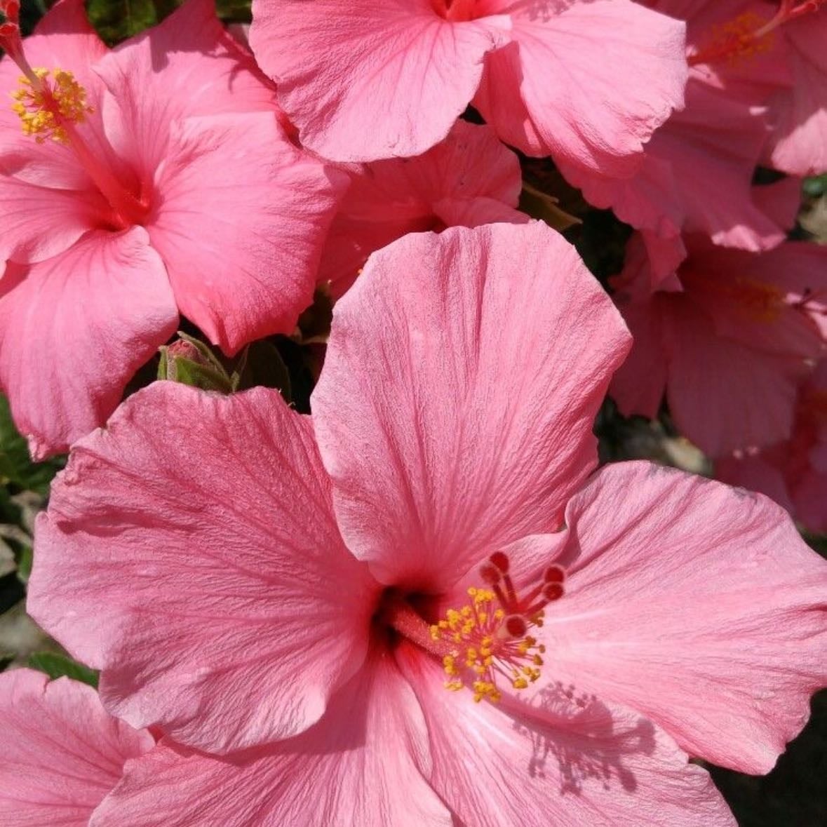 Hibiscus