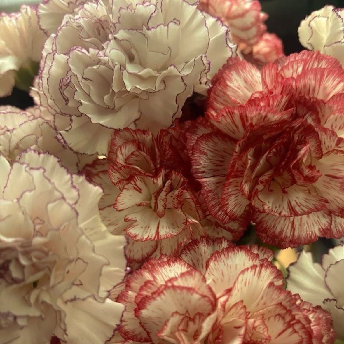 Carnation