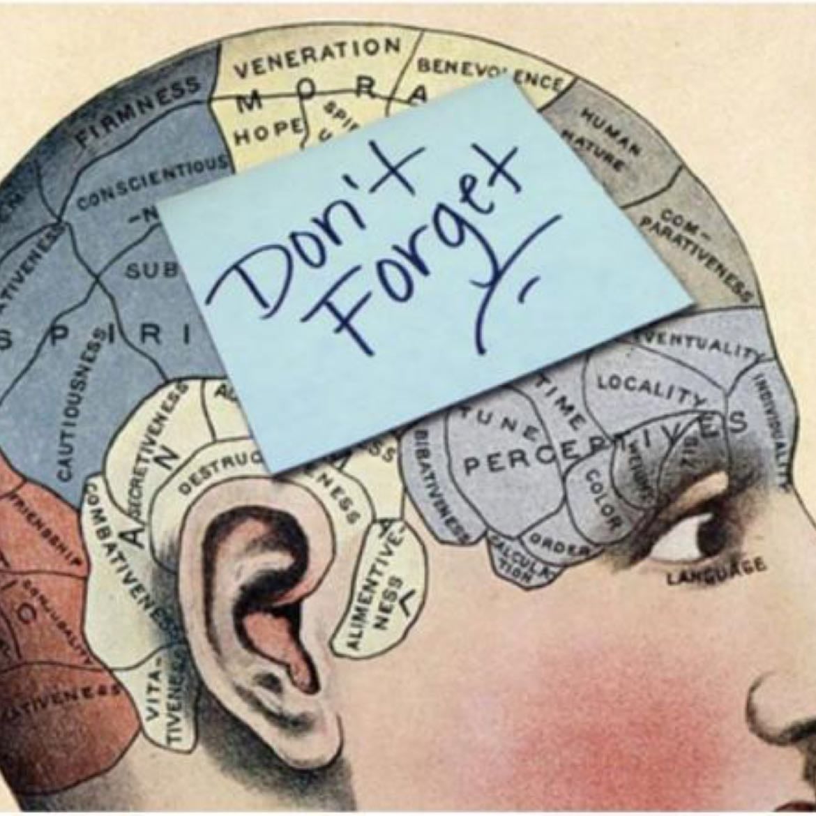 The memory - What is it and how does it work?
