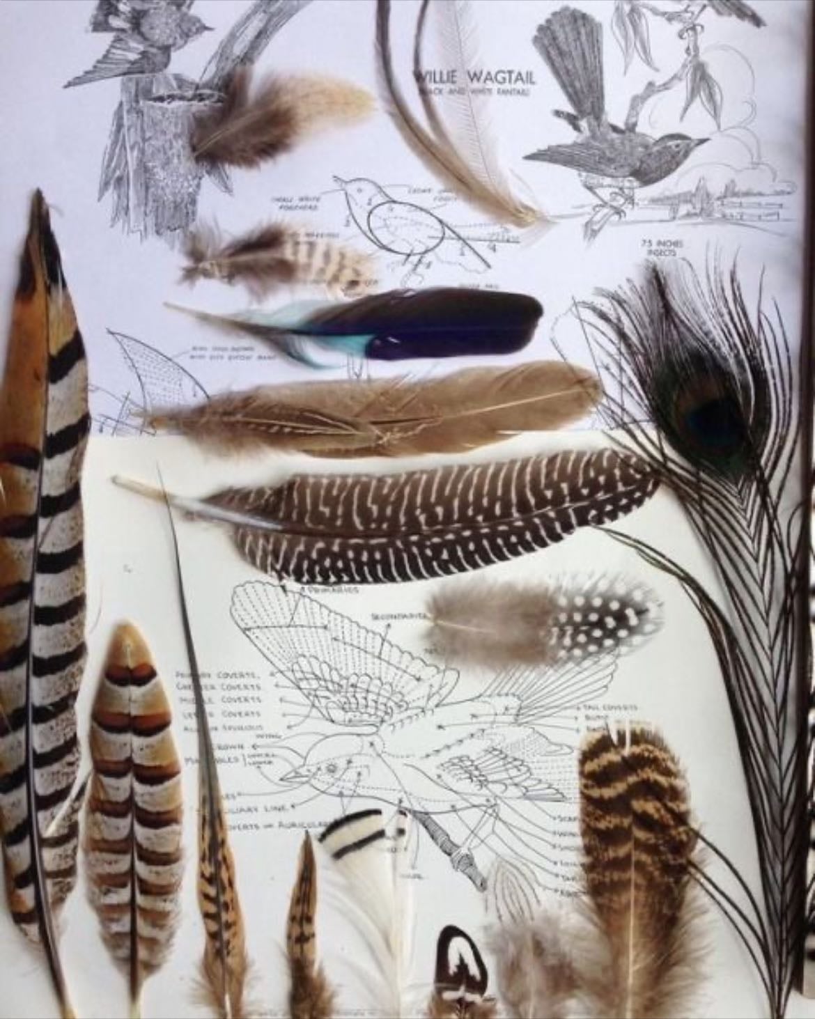 feathers. - i'll use them as bookmarks.