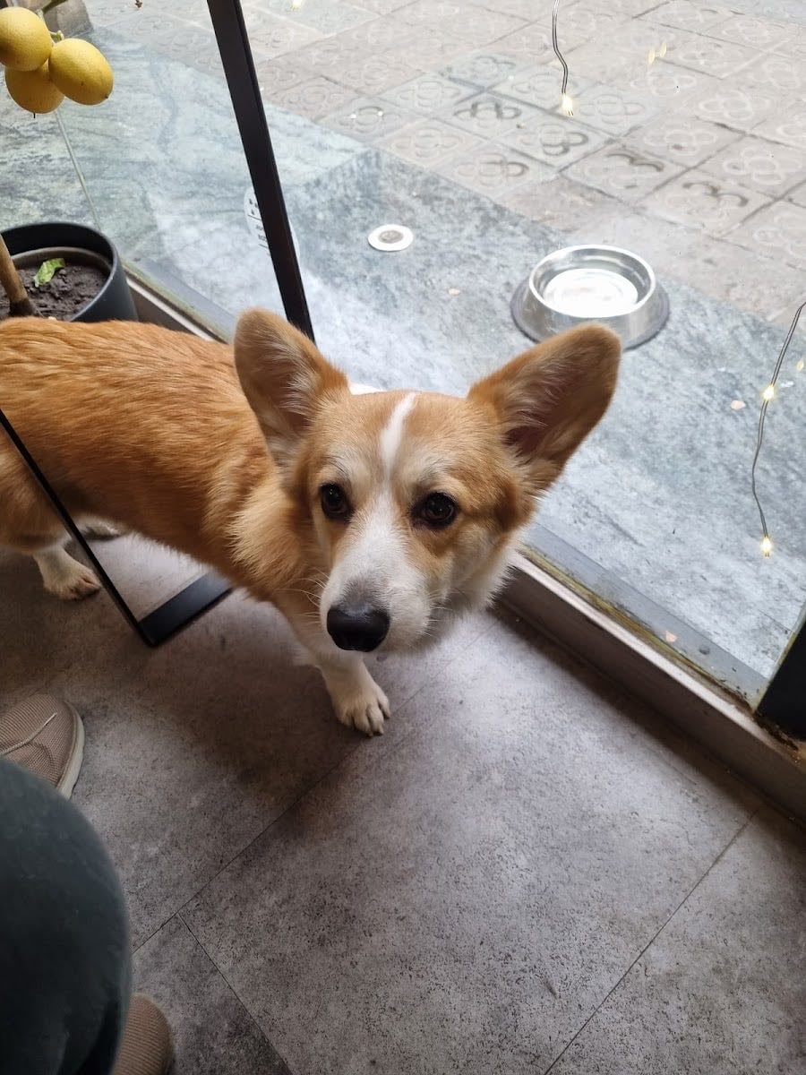 Corgi Cafè