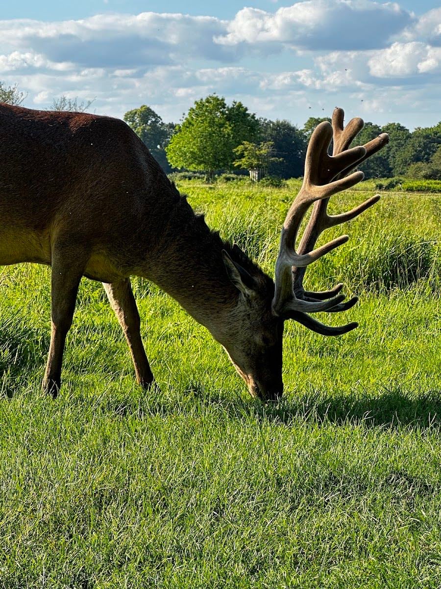 Deer Park