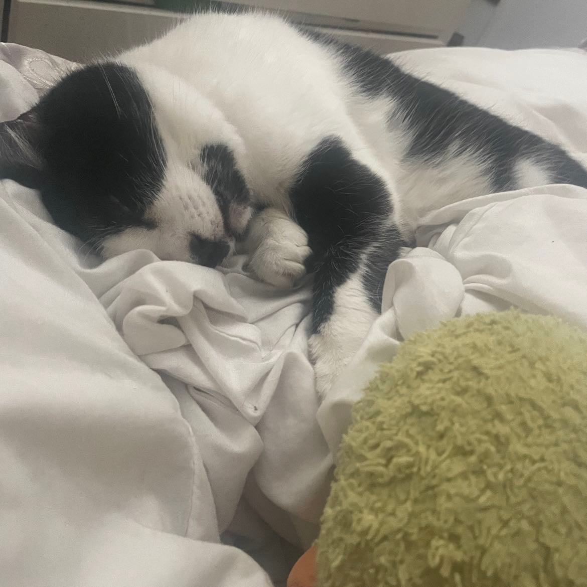 FOR MY CAT AND DOGS TO GET ALONG ππ - Not rlly 1D/5sos related but eh
Edit: got the pups today and my cat actually liked them and they love her!