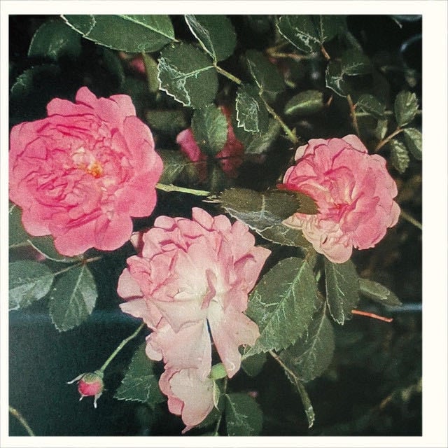 Where Roses Bloom - Song · Teesa