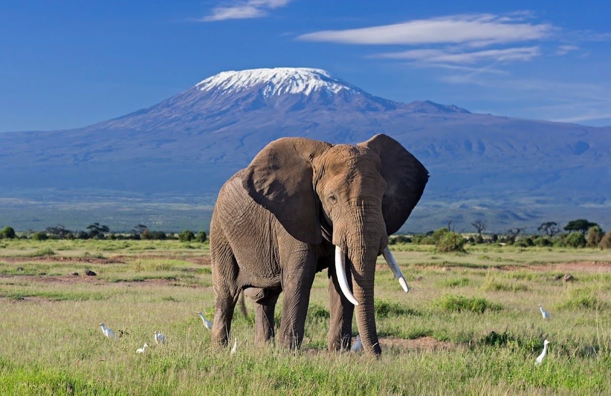 Parc national du Kilimandjaro