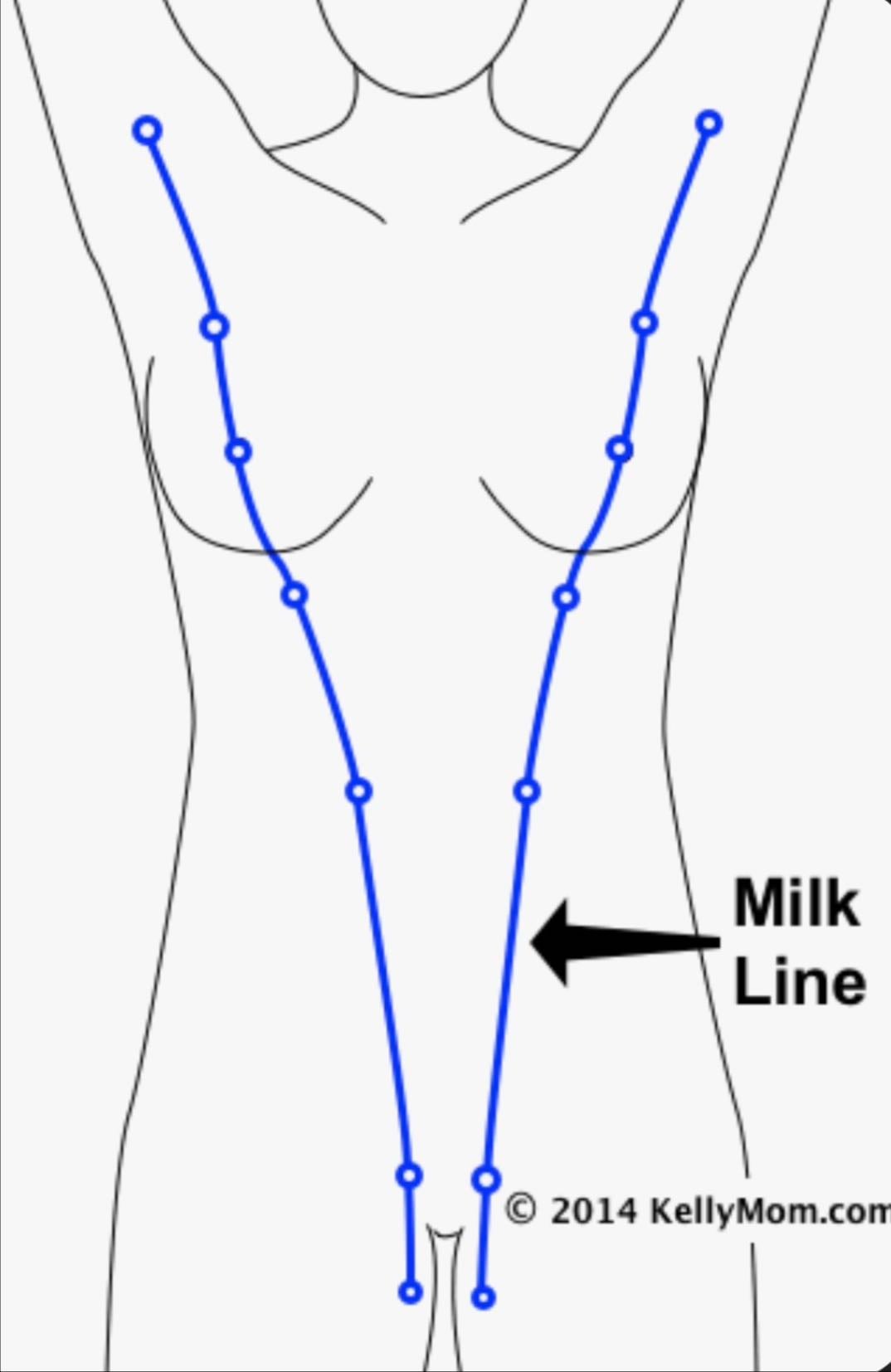 Milk Line - Línea que va de las axilas a la ingle